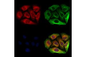 ABIN6263515 and ABIN6273059 staining Hela cells by IF/ICC.