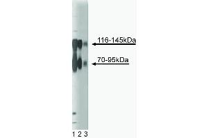 Western blot analysis of TrkB on a rat cerebrum lysate (left). (TRKB Antikörper  (AA 156-322))