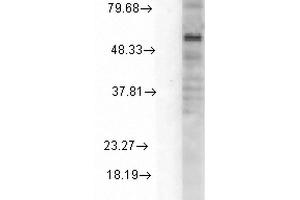 Western Blotting (WB) image for anti-gamma-aminobutyric Acid (GABA) A Receptor, alpha 1 (GABRA1) (AA 15-34) antibody (PE) (ABIN2485009)