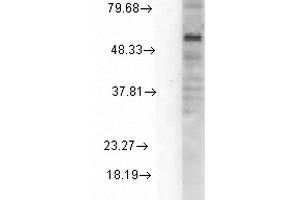 Western Blot analysis of Rat Cell line lysates showing detection of GABA A Receptor protein using Mouse Anti-GABA A Receptor Monoclonal Antibody, Clone S151-3 .