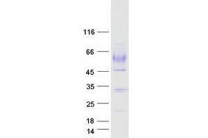 Western Blotting (WB) image for Macrophage Scavenger Receptor 1 (MSR1) protein (Myc-DYKDDDDK Tag) (ABIN2713499)