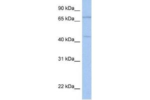 Western Blotting (WB) image for anti-Immunoglobulin Superfamily Containing Leucine-Rich Repeat 2 (ISLR2) antibody (ABIN2459305) (ISLR2 Antikörper)