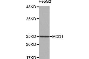Western blot analysis of extracts of HepG2 cell line, using MXD1 antibody. (MXD1 Antikörper  (AA 1-221))