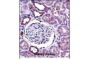 B Antibody (C-term) (ABIN657780 and ABIN2846754) immunohistochemistry analysis in formalin fixed and paraffin embedded human kidney tissue followed by peroxidase conjugation of the secondary antibody and DAB staining. (BMP7 Antikörper  (C-Term))