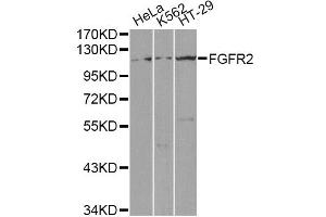 Western blot analysis of extracts of various cell lines, using FGFR2 antibody (ABIN1872688) at 1:1000 dilution. (FGFR2 Antikörper)