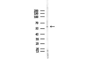 anti-HIV-1 Rev Binding Protein (HRB) (N-Term) antibody
