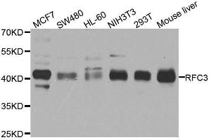 Western blot analysis of extracts of various cell lines, using RFC3 antibody. (RFC3 Antikörper  (AA 1-280))