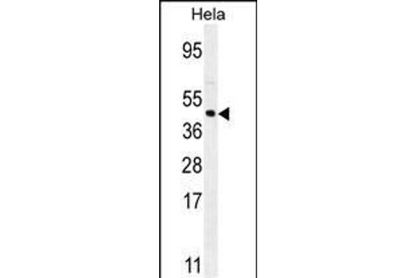 FOXL2 Antikörper  (N-Term)