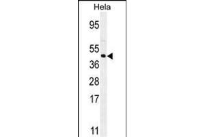 FOXL2 Antibody (N-term) (ABIN654125 and ABIN2844000) western blot analysis in Hela cell line lysates (35 μg/lane). (FOXL2 Antikörper  (N-Term))