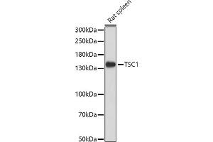 TSC1 anticorps  (AA 550-650)