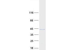 Western Blotting (WB) image for Family with Sequence Similarity 50, Member A (FAM50A) protein (Myc-DYKDDDDK Tag) (ABIN2720792)