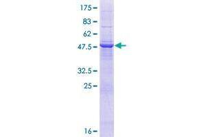 Transmembrane and Coiled-Coil Domains 6 (TMCO6) (AA 1-253) protein (GST tag)