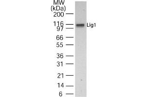 Western Blotting (WB) image for anti-Ligase I, DNA, ATP-Dependent (LIG1) (AA 51-68) antibody (ABIN232932) (LIG1 Antikörper  (AA 51-68))