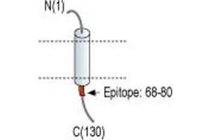 Representative domain view of the target of ABIN7581904.
