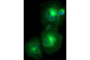 Anti-LMAN1 mouse monoclonal antibody (ABIN2453990) immunofluorescent staining of COS7 cells transiently transfected by pCMV6-ENTRY LMAN1 (RC207088). (LMAN1 Antikörper)