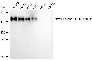 Western blotting analysis using phospho-EGFR (Y) antibody (ABIN7798467). (Rekombinanter EGFR Antikörper  (pTyr1068))