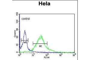FMOD Antibody (C-term) (ABIN653190 and ABIN2842740) flow cytometric analysis of Hela cells (right histogram) compared to a negative control cell (left histogram). (Fibromodulin Antikörper  (C-Term))