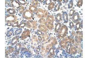 HSPBAP1 antibody was used for immunohistochemistry at a concentration of 4-8 ug/ml to stain Epithelial cells of renal tubule (arrows) in Human Kidney. (HSPBAP1 Antikörper  (C-Term))