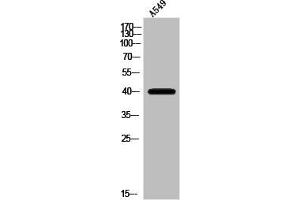 Western Blot analysis of A549 cells using Olfactory receptor 10V1 Polyclonal Antibody