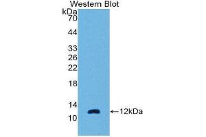 Western Blotting (WB) image for anti-Chemokine (C-C Motif) Ligand 7 (CCL7) (AA 24-97) antibody (ABIN1869125) (CCL7 Antikörper  (AA 24-97))
