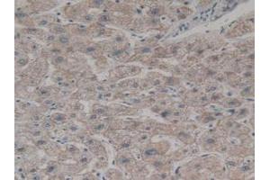 IHC-P analysis of Human Liver Tissue, with DAB staining. (BMF Antikörper  (AA 1-181))