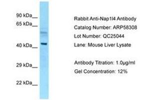 NAP1L4 Antikörper  (AA 89-138)
