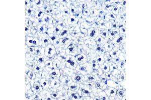 Immunohistochemistry of paraffin-embedded mouse liver using POU2F1/POU2F1/OCT1 Rabbit mAb (ABIN7269495) at dilution of 1:100 (40x lens). (POU2F1 Antikörper)