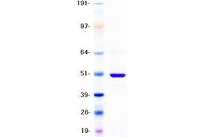 Validation with Western Blot (CYP2D6 Protein (DYKDDDDK Tag))