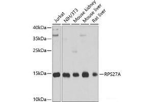 Western blot analysis of extracts of various cell lines using RPS27A Polyclonal Antibody at dilution of 1:1000. (RPS27A Antikörper)
