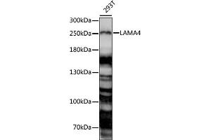 Western blot analysis of extracts of 293T cells, using L antibody (ABIN7268183) at 1:1000 dilution. (LAMa4 Antikörper  (AA 1-100))