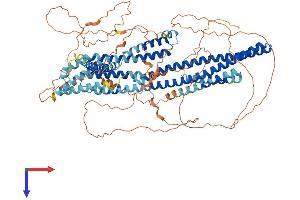 DISC1 Protein (AA 1-854) (His tag)
