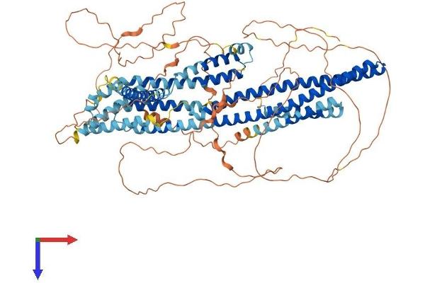 DISC1 Protein (AA 1-854) (His tag)