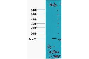 Western Blotting (WB) image for anti-Histone 3 (H3) (H3K79me2) antibody (ABIN3181157) (Histone 3 Antikörper  (H3K79me2))