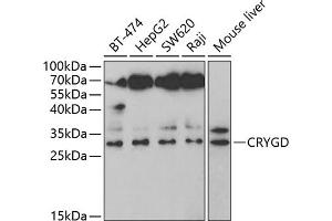 Western blot analysis of extracts of various cell lines, using CRYGD antibody (ABIN6128995, ABIN6139081, ABIN6139082 and ABIN6221410) at 1:1000 dilution. (CRYGD Antikörper  (AA 18-117))