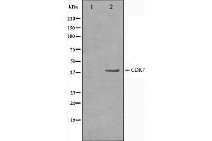 Western blot analysis on HeLa cell lysate using CDK7 Antibody,The lane on the left is treated with the antigen-specific peptide. (CDK7 Antikörper  (Internal Region))