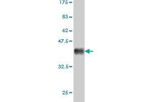Western Blot detection against Immunogen (36. (CSF1R Antikörper  (AA 21-120))
