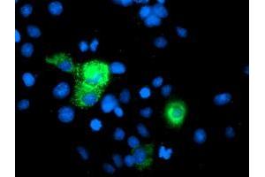 Anti-PGAM2 mouse monoclonal antibody (ABIN2454962) immunofluorescent staining of COS7 cells transiently transfected by pCMV6-ENTRY PGAM2 (RC200701). (PGAM2 Antikörper)