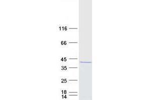 Validation with Western Blot (PRMT6 Protein (Myc-DYKDDDDK Tag))