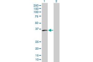 Western Blot analysis of SLC25A40 expression in transfected 293T cell line by SLC25A40 MaxPab polyclonal antibody.