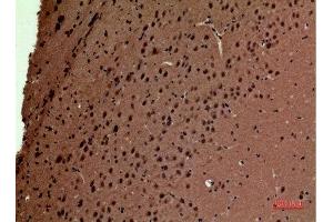 Immunohistochemistry (IHC) analysis of paraffin-embedded Mouse Brain, antibody was diluted at 1:100. (POLR3G Antikörper  (Internal Region))