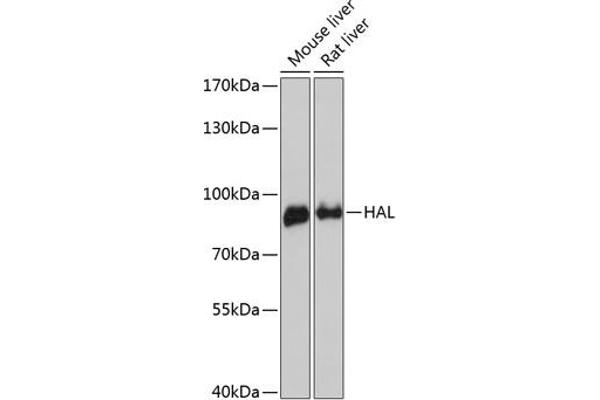HAL anticorps  (AA 1-200)
