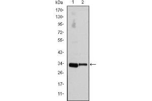 Western Blotting (WB) image for anti-Cyclin D3 (CCND3) antibody (ABIN1845423)