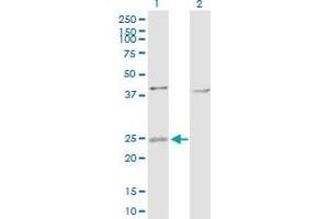 Western Blot analysis of ARL4D expression in transfected 293T cell line by ARL4D MaxPab polyclonal antibody. (ARL4D Antikörper  (AA 1-201))