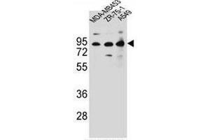 CTTNBP2NL Antibody (N-term) western blot analysis in MDA-MB453,ZR-75-1,A549 cell line lysates (35µg/lane). (CTTNBP2NL Antikörper  (N-Term))