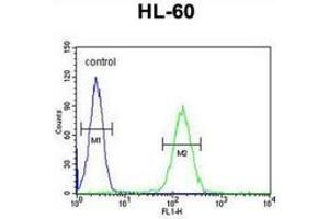 Flow cytometric analysis of HL-60 cells (right histogram) compared to a negative control cell (left histogram) using NOS1AP  Antibody , followed by FITC-conjugated goat-anti-rabbit secondary antibodies. (NOS1AP Antikörper  (Middle Region))