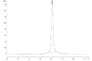 The purity of Human Integrin alpha 2B beta 3 (ITGA2B&ITGB3) Heterodimer is greater than 95 % as determined by SEC-HPLC. (Integrin alpha 2B beta 3 (ITGA2B & ITGB3) Heterodimer (AA 32-993) protein (His tag))