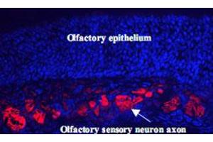 Immunohistochemistry of mouse olfactory neurons. (NCAM2 Antikörper  (AA 442-685))
