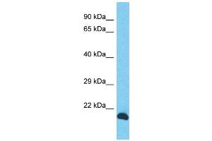 Host: Rabbit Target Name: INO80C Sample Type: PANC1 Whole cell lysates Antibody Dilution: 1.