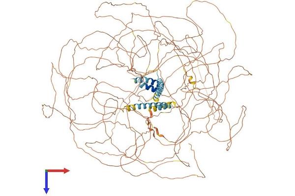 TCOF1 Protein (AA 1-1488) (His tag)