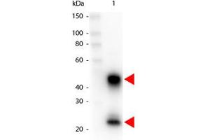 Image no. 1 for Goat anti-Mouse IgG (Whole Molecule) antibody (HRP) (ABIN300626) (Ziege anti-Maus IgG (Whole Molecule) Antikörper (HRP))